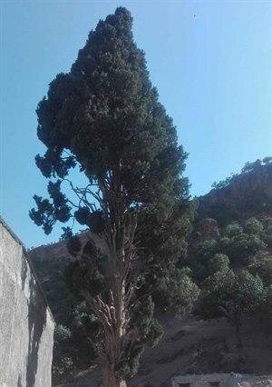 درخت کهنسال «اَوِرس» در منطقه بزنوید الیگودرز ثبت ملی شد