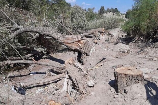 قطع درختان محدوده رودخانه «ماربره» / تشکیل پرونده برای شهرداری دورود