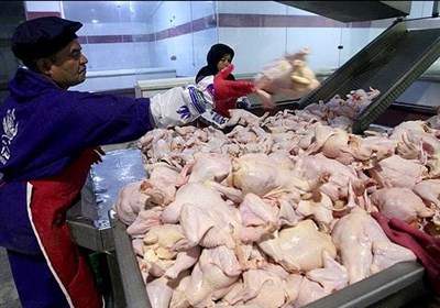 آزادسازی خروج مرغ گرم از لرستان به سایر استان های کشور
