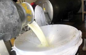 قیمت تضمینی خرید شیر دام ۱۲۰۰۰تومان تعیین شد