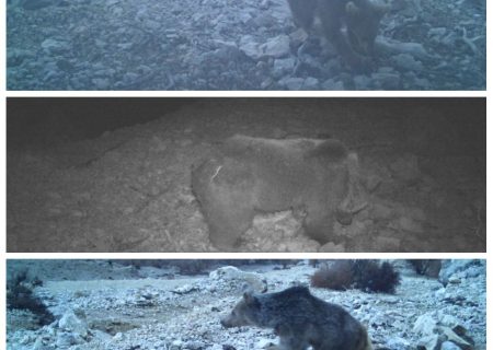 یک قلاده خرس ماده قهوه با ۲ توله در ارتفاعات بخش پاپی لرستان مشاهده شدند