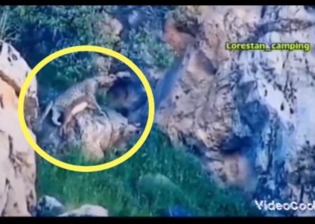 ثبت لحظه ی نادر شکار بزکوهی توسط پلنگ در ارتفاعات سفیدکوه لرستان